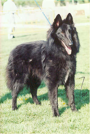 Zar de Belliamici | Belgian Groenendael 