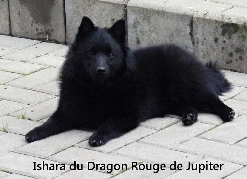 Ishara du Dragon Rouge de Jupiter | Schipperke 