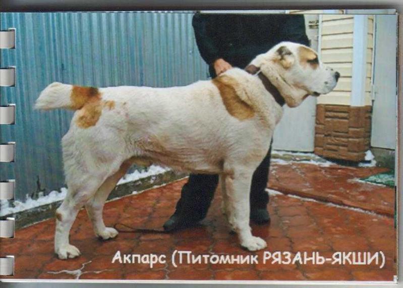 Ryazan Yakshi Akpars | Central Asian Shepherd Dog 