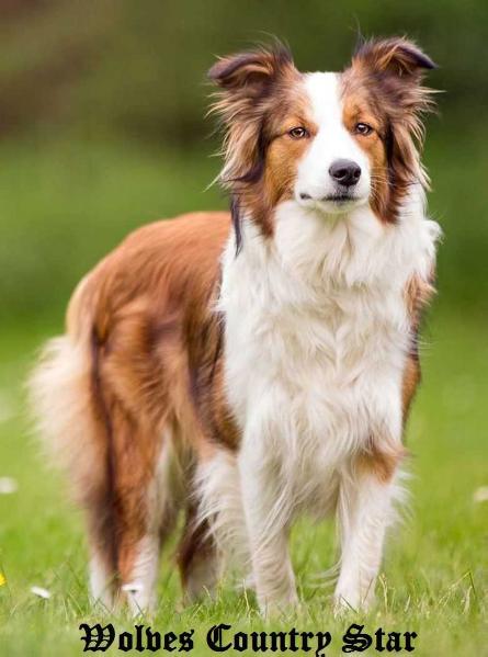 Lillifee in blue sable IV. Queen of Eskalony | Border Collie 