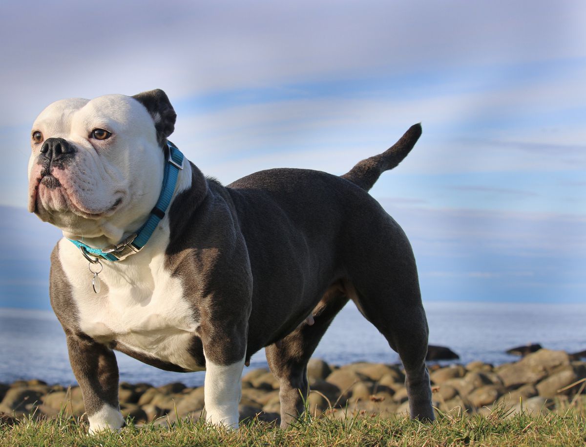 Bullguards Beans | Olde English Bulldogge 