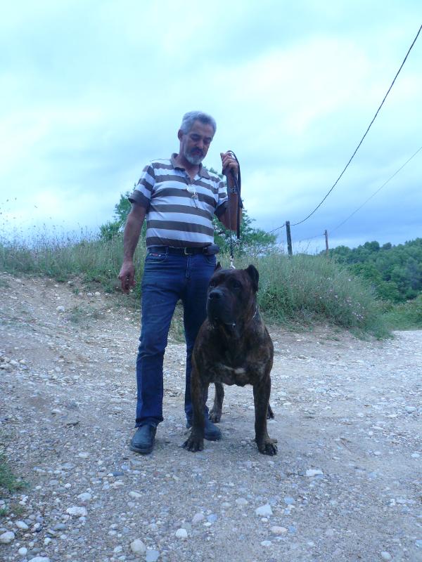 Murbo Xanti Land | Perro de Presa Canario 