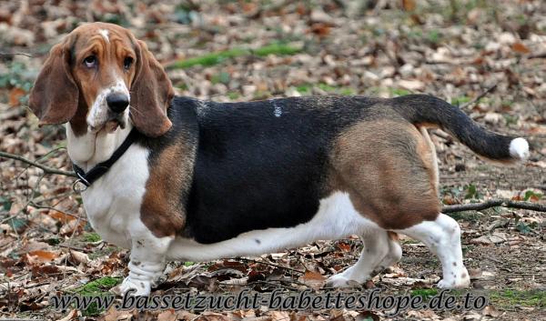 Baffy of charming Buddys | Basset Hound 