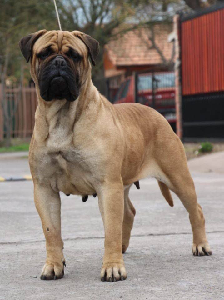 Polostone Tundra Copperbulls | Bullmastiff 