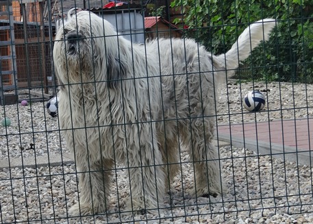 Zoro de Tomescu | Carpathian Sheepdog 