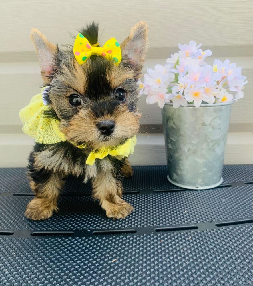 Luna | Yorkshire Terrier 