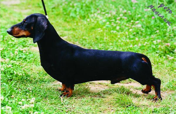 Camelot De Jusadi | Dachshund 