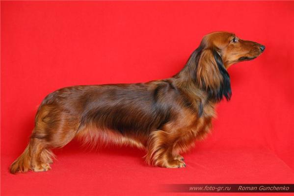 Berezovoy Roschi Edinodushnoe Priznanie | Dachshund 
