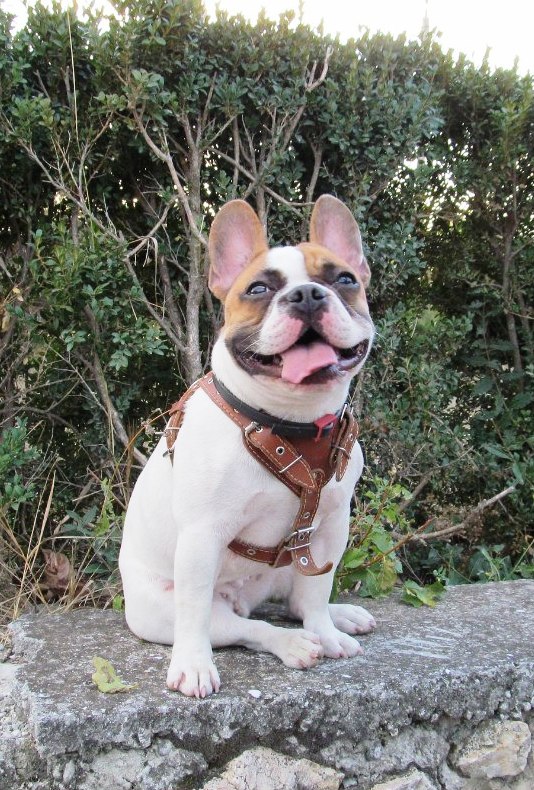 Dzhena | French Bulldog 