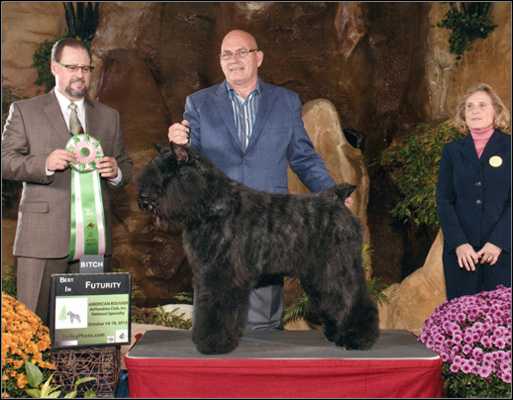 BARBU JENARAE RUFFIAN | Bouvier des Flandres 