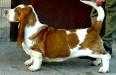 Ukrainian bomond unita | Basset Hound 