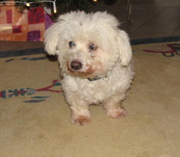 Raindancer v. Brista's Hofke | Coton de Tulear 