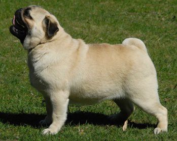 Sasquehanna Morelka | Pug 