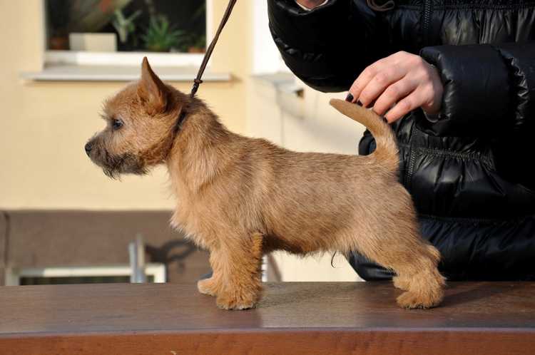 ONCE UPON A DREAM BESTIYANA | Norwich Terrier 