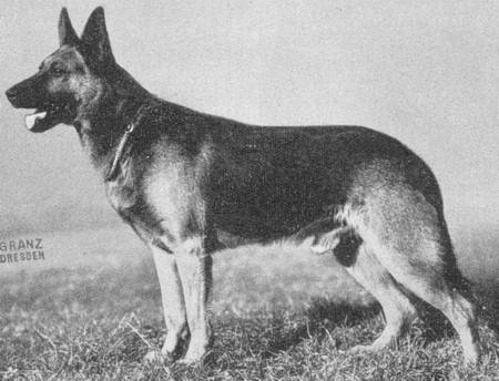 Cuno vom Georgentor | German Shepherd Dog 