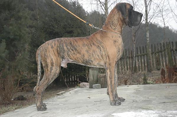Leit Motiv de Ayalga | Great Dane 