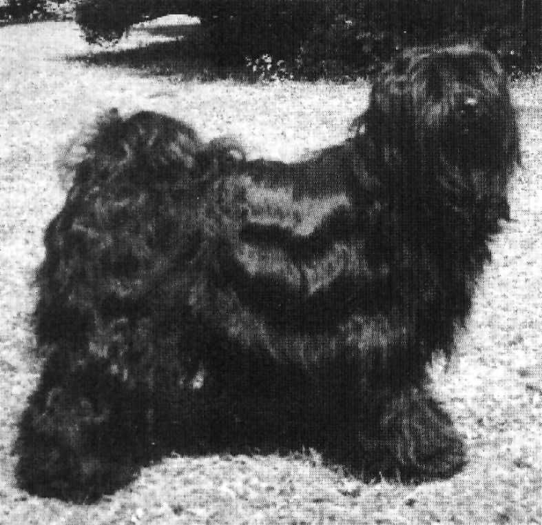 SILGARHI PHU´TI | Tibetan Terrier 