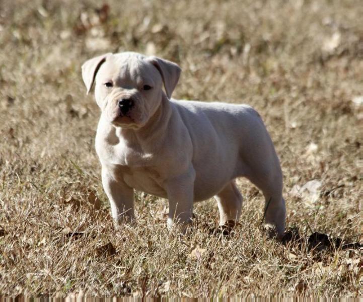 HSB Olaf | American Bulldog 
