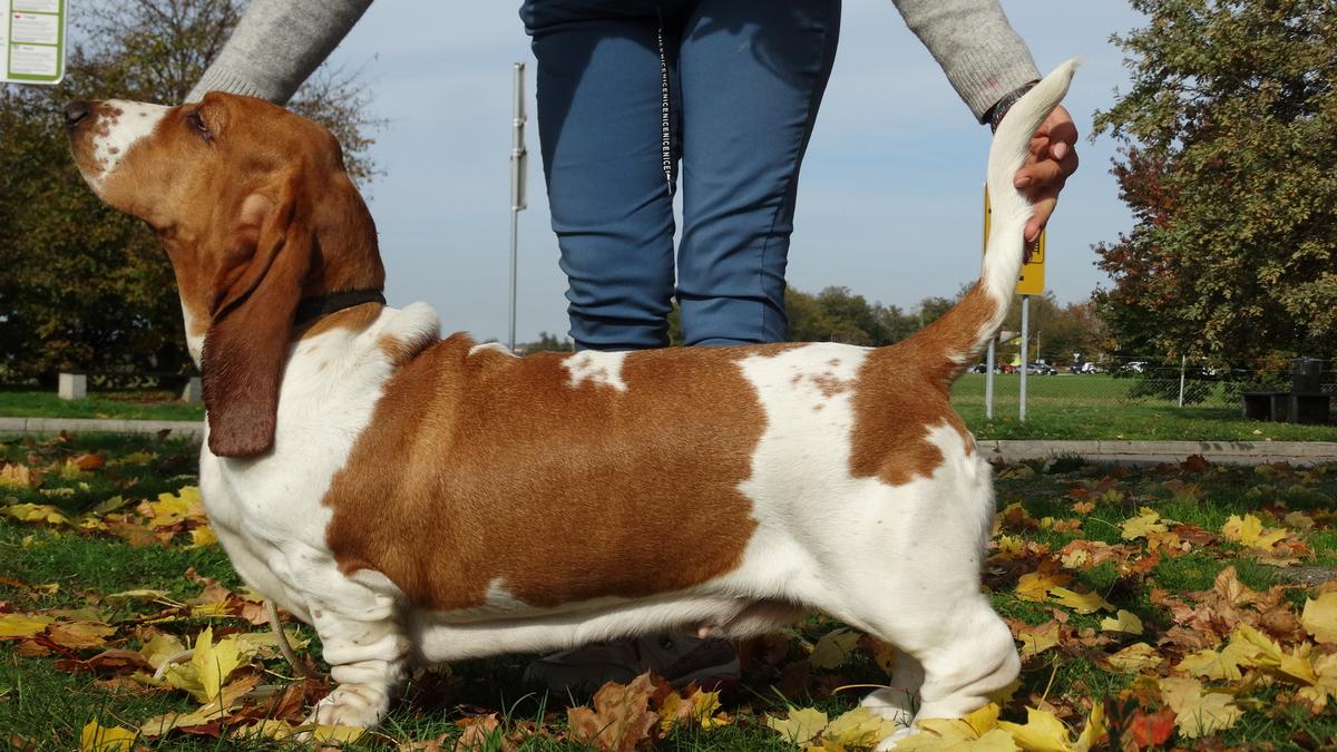 DIAMOND DOUBLE GLAM | Basset Hound 