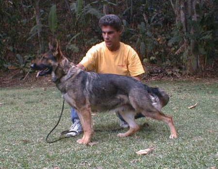 Fanta von der Alegria | German Shepherd Dog 