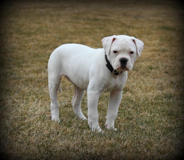 NWB's Stellar Escape aka Rogue of Chasteens | American Bulldog 