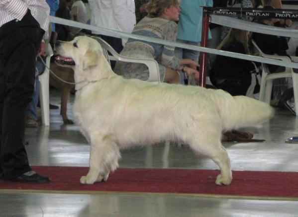 Bungee Jumping of The Famous Family | Golden Retriever 