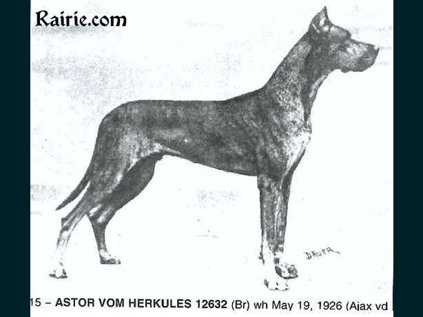 Astor vom Herkules | Great Dane 