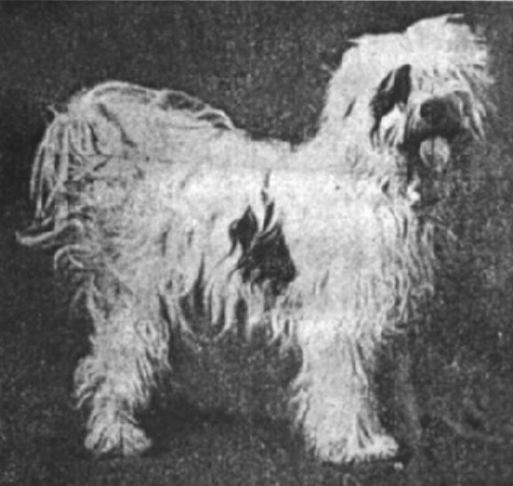 YOSEF OF LADKOK | Tibetan Terrier 