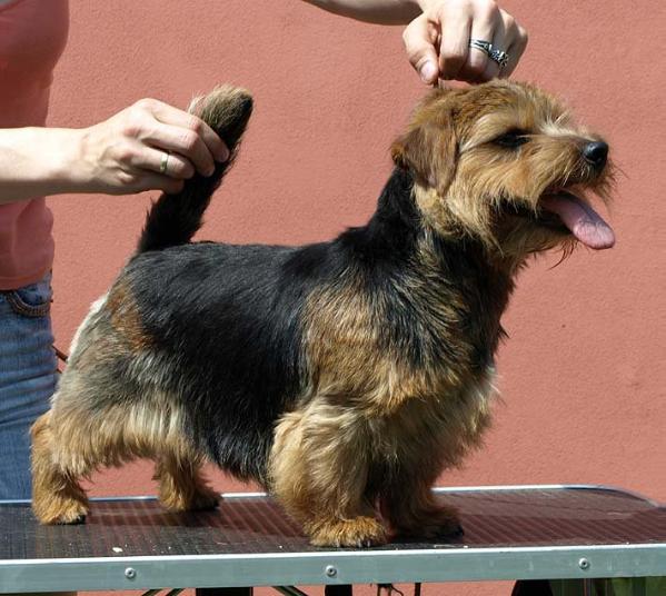 Tweedledee Teddy AS KAITLIN | Norfolk Terrier 