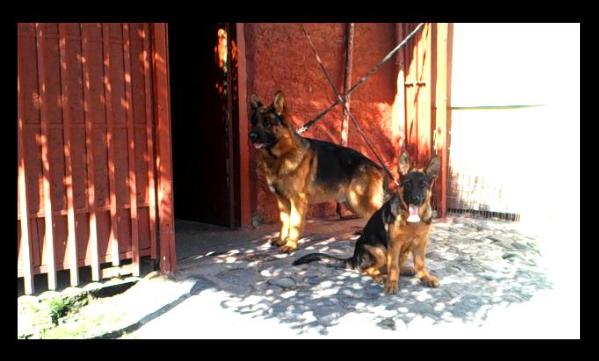 NANDO DE HAUSANLIT | German Shepherd Dog 