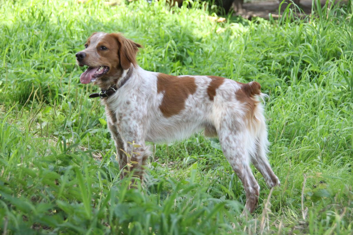 PERSEY du Soleil | Brittany 