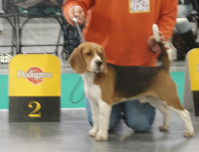 Alotorius Old Glory American Boy | Beagle 