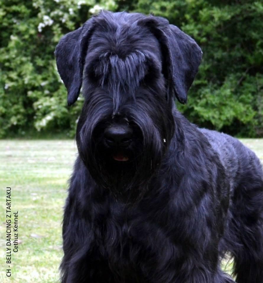 Belly Dancing Z Tartaku | Giant Schnauzer 