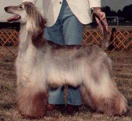 Persia's Snow Pixie of Gazon | Afghan Hound 