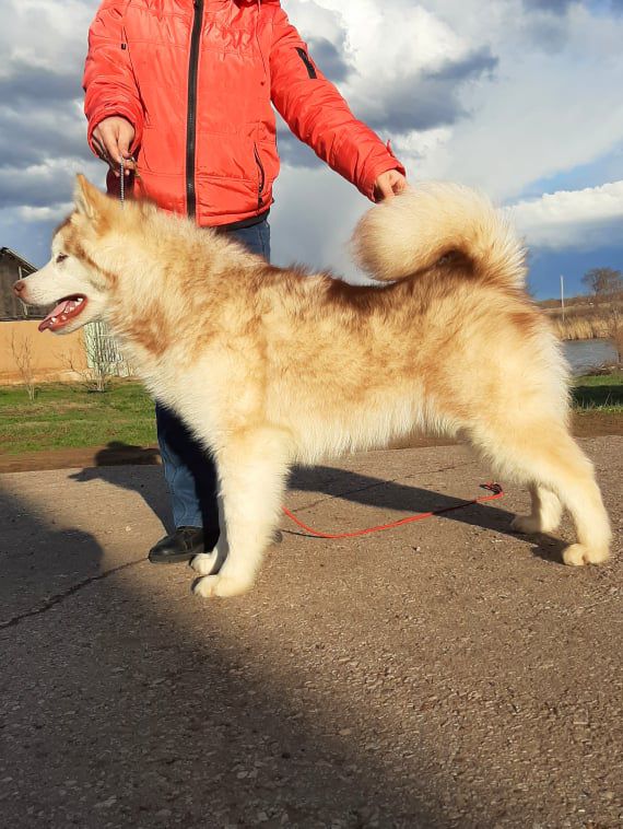 Bjorn Iron Side | Alaskan Malamute 