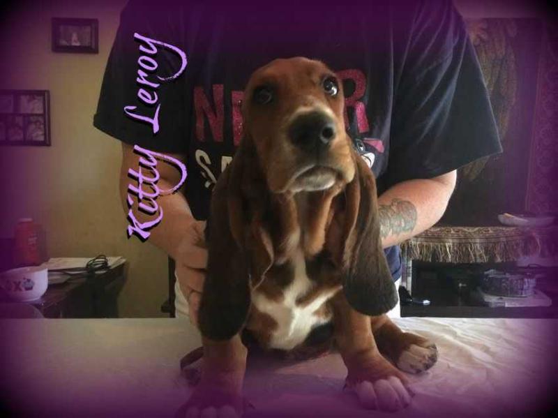 Kitty Leroy OLH | Basset Hound 