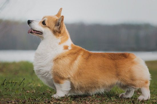 Laif Spring Royal Blood | Pembroke Welsh Corgi 