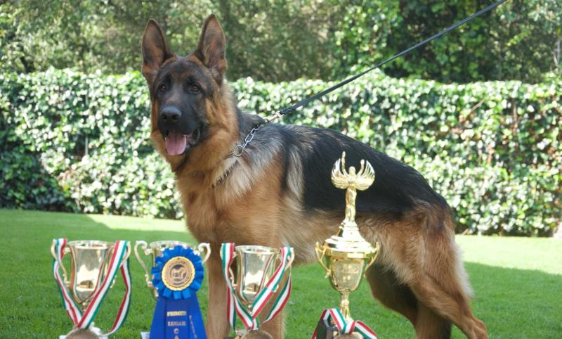 Fabio vom Bad Wäldle | German Shepherd Dog 