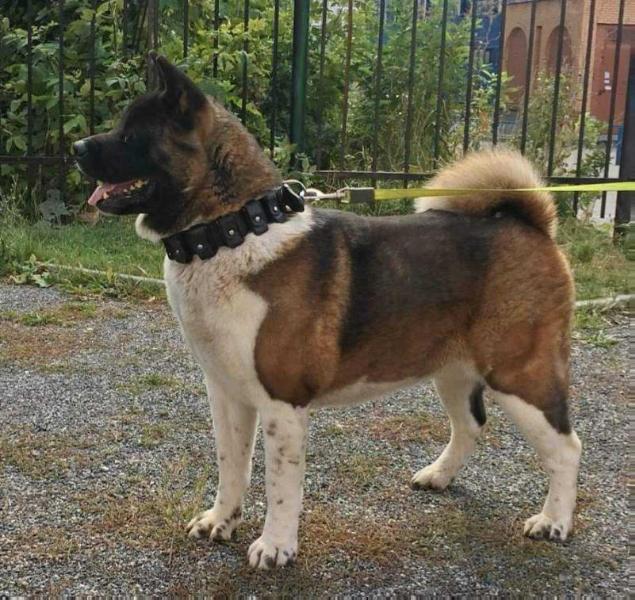 Radvoll Umbriel Farah | Akita 