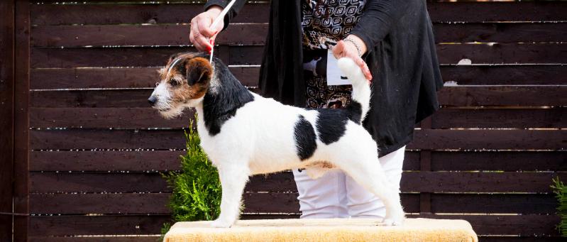 DUCATI WINNER Ziemann | Jack Russell Terrier 