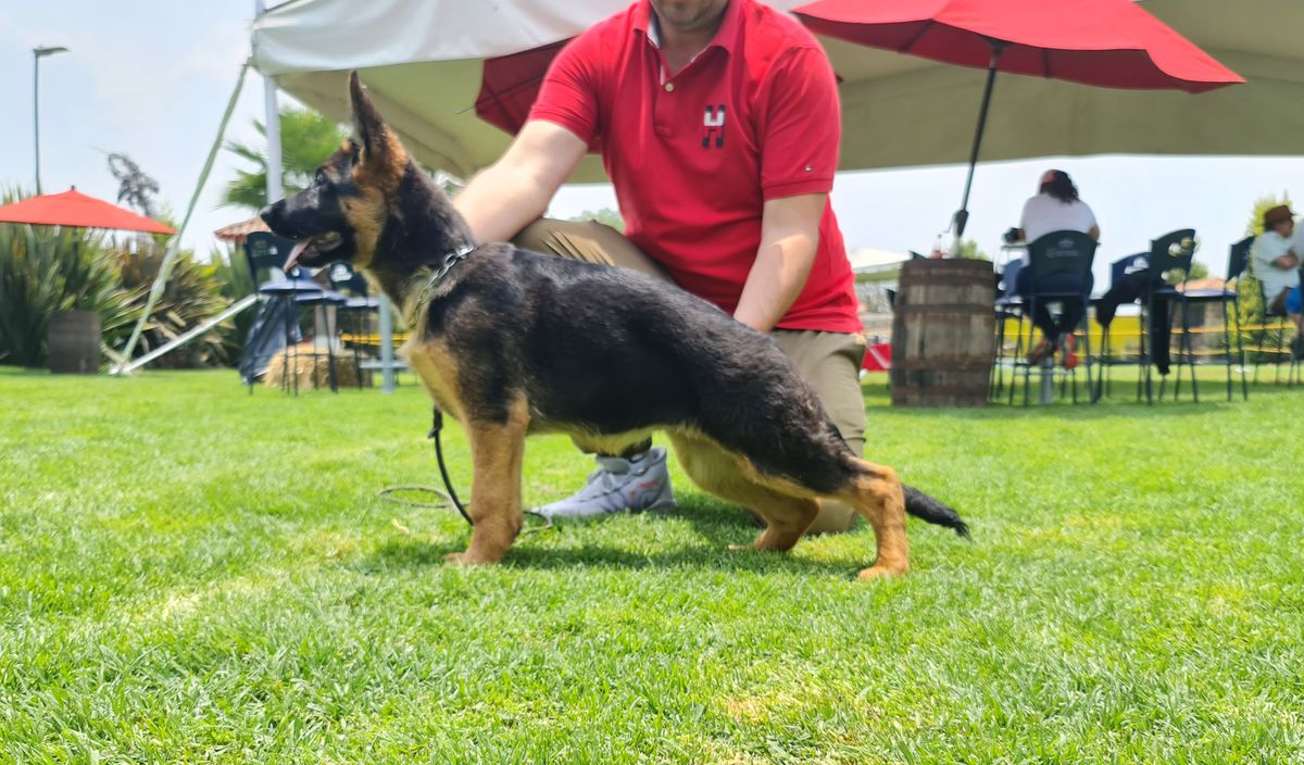 Fergy von der Hoffnungsweiden | German Shepherd Dog 