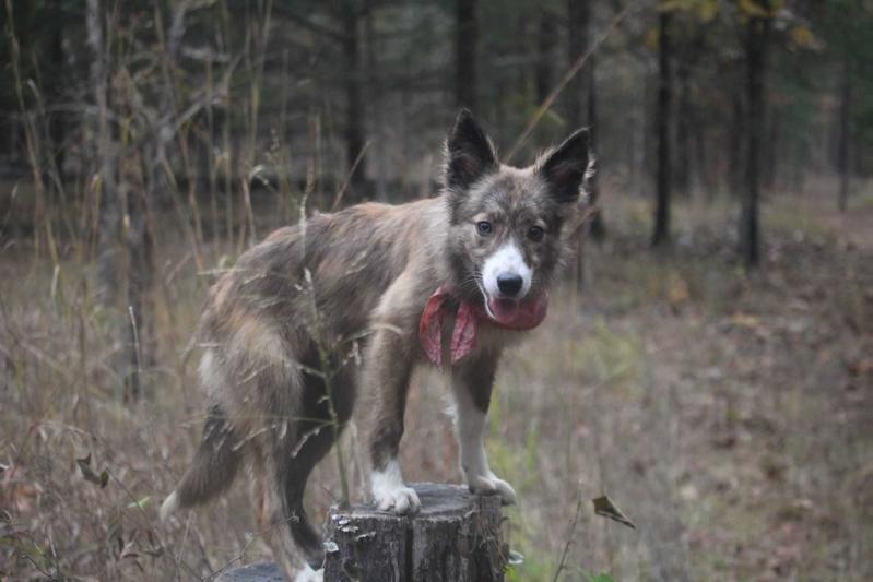 Paparazzi | Border Collie 