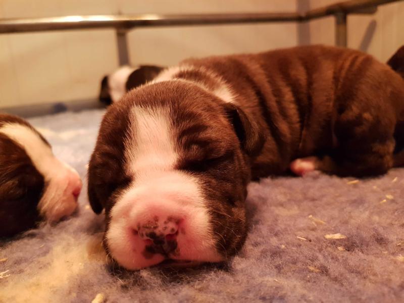 Forest Dragon GM Wonderful | American Staffordshire Terrier 
