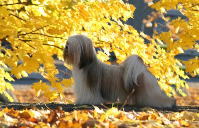 CHIC CHOIX OUT OF THIS WORLD | Lhasa Apso 