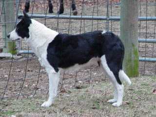 Lock-Eye Roxie | Border Collie 