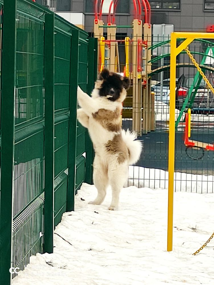 Dulsineya Iz Otchego Doma | Akita 