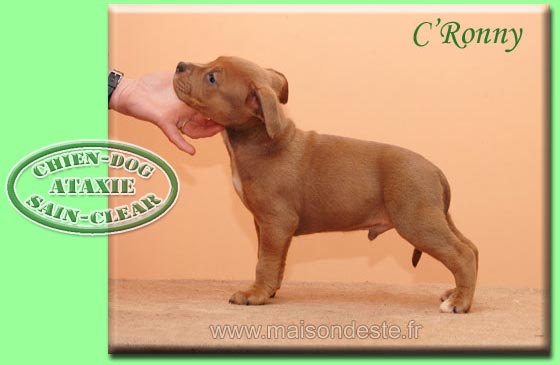 C'ronny de la maison d este | American Staffordshire Terrier 