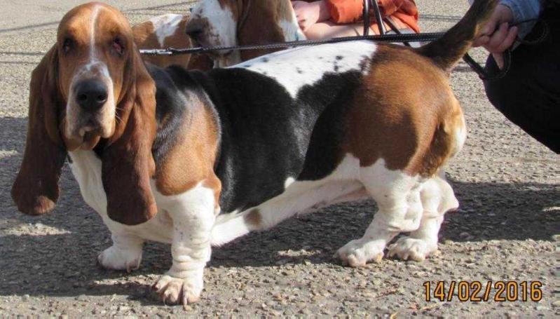 Moloss De Kornelio Tsalista | Basset Hound 