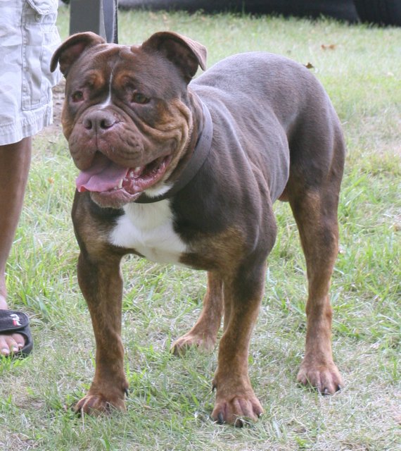 Gargoyle's Neo | Olde English Bulldogge 