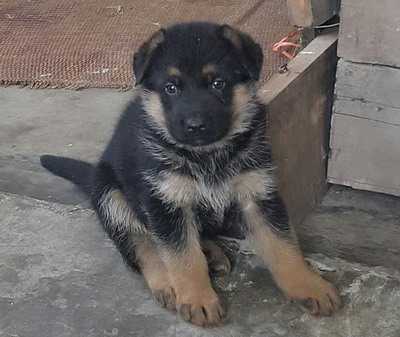 Axaku vom VinhHoaKX | German Shepherd Dog 
